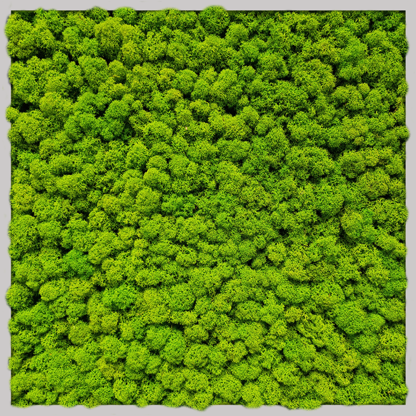 Cuadro musgo 50x50 cm, musgo verde claro, marco gris fino