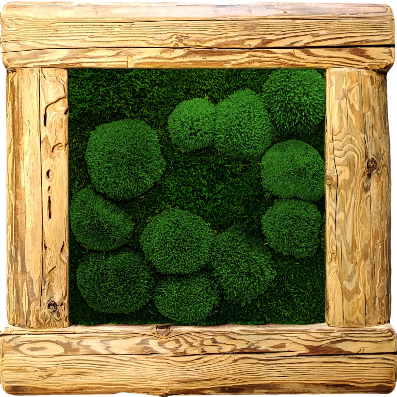 Cuadro de musgo 50x50 cm, combinación de pala verde oscuro y musgo bajo, marco de madera vieja rugosa