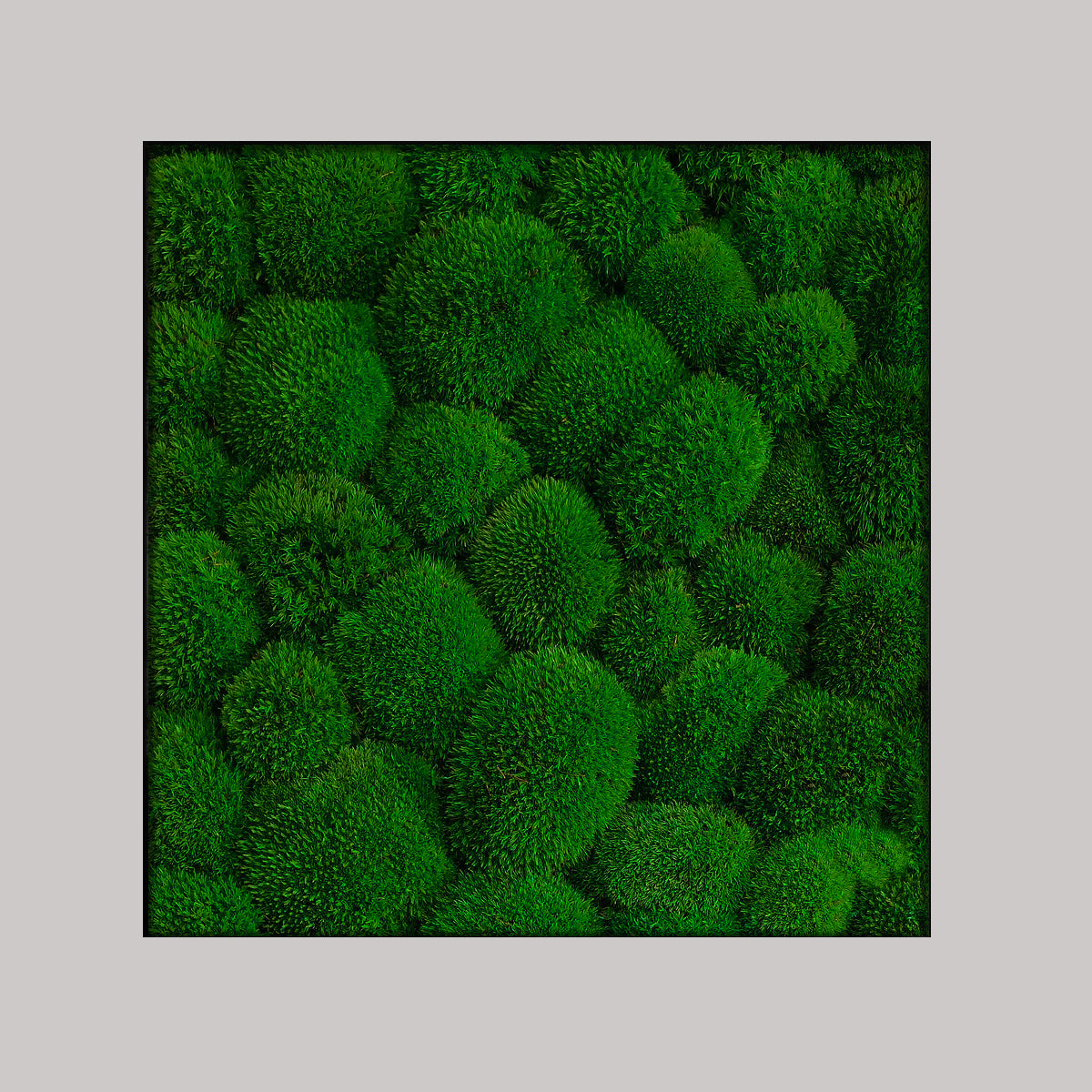 Cuadro musgo 50x50 cm, musgo verde oscuro, marco gris rugoso