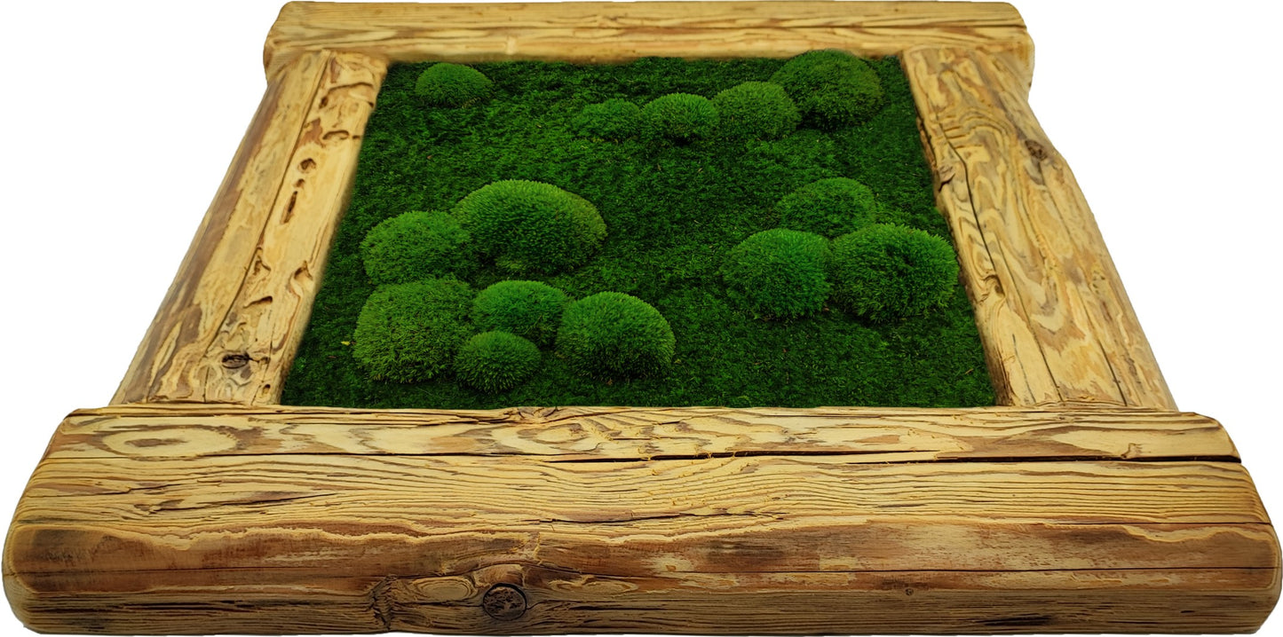 Cuadro de musgo 50x50 cm, combinación de pala verde oscuro y musgo bajo, marco de madera vieja rugosa